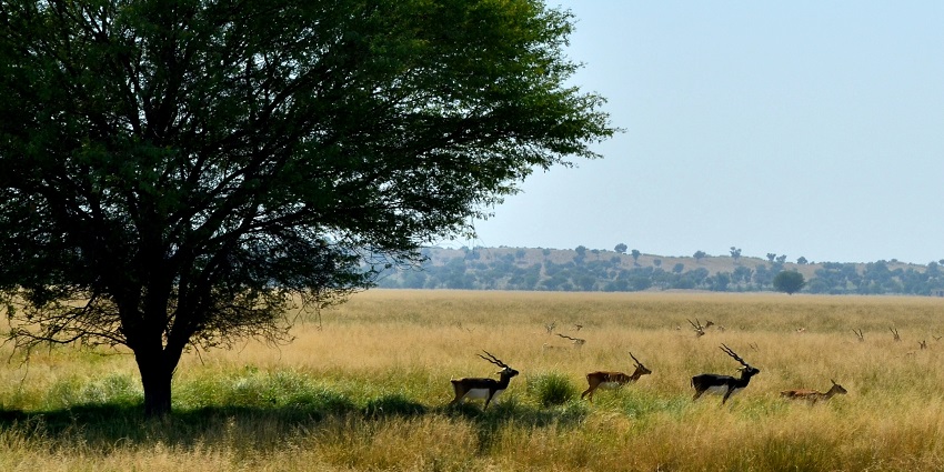 Go on a wildlife safari at the Tal Chhapar sanctuary and view blackbucks in action