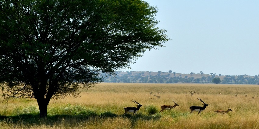 Tal Chhapar Sanctuary: serene grasslands with blackbucks and migratory birds.