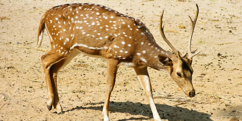 A glimpse of a deer spotted on the barren lands of Tal Chhapar Sanctuary, Rajasthan.