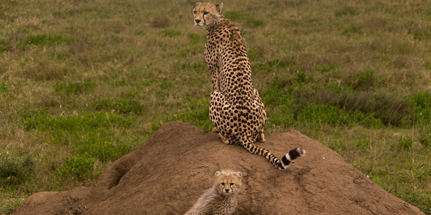 Stunning wildlife sanctuary landscape featuring a cheetah and her playful offspring