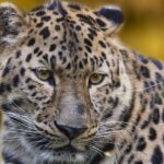 A leopard at the Tal Chhapar Wildlife Sanctuary, one of the top attractions in Rajasthan