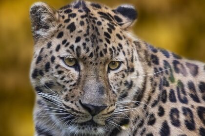 A leopard at the Tal Chhapar Wildlife Sanctuary, one of the top attractions in Rajasthan