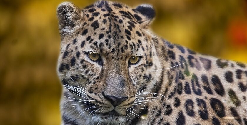 A leopard at the Tal Chhapar Wildlife Sanctuary, one of the top attractions in Rajasthan