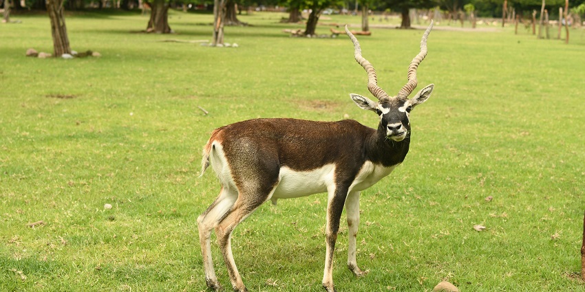 Blackbuck grazing in Tal Chhapar Wildlife Sanctuary, showcasing Rajasthan's diverse fauna.