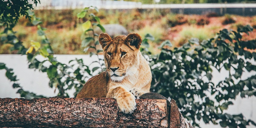 Talala Sanctuary is one of the most amazing places to enjoy jungle safari in Gujarat.