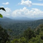 Panoramic view of Taman Negara, Malaysia, featuring lush green forest and hilly terrain.