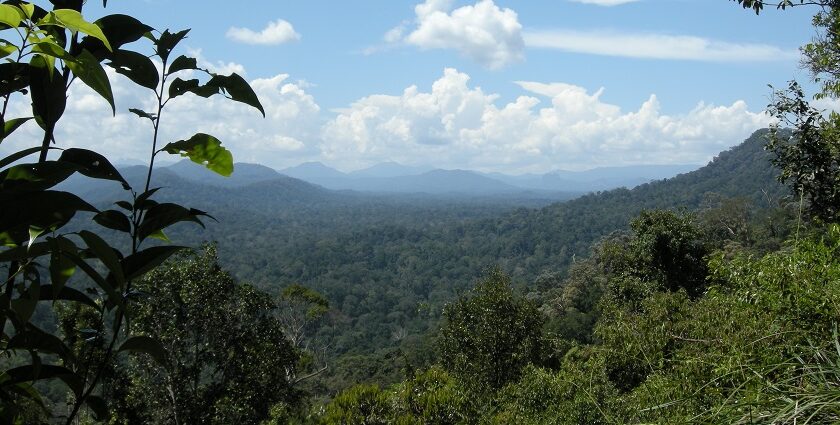 Panoramic view of Taman Negara, Malaysia, featuring lush green forest and hilly terrain.