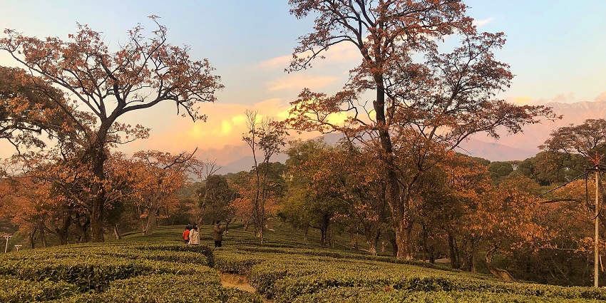 Explore the refreshing tea gardens of Kangra, a place to visit near Kangra Fort Museum.