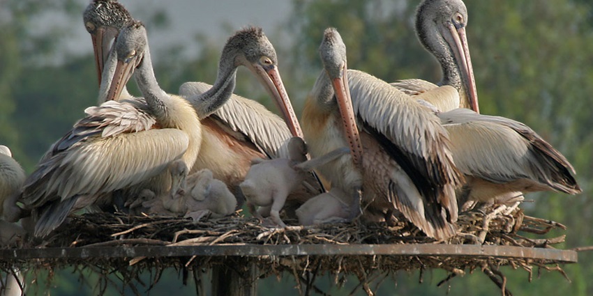 Telineelapuram Sanctuary is one of the best places to visit in Srikakulam for bird lovers.