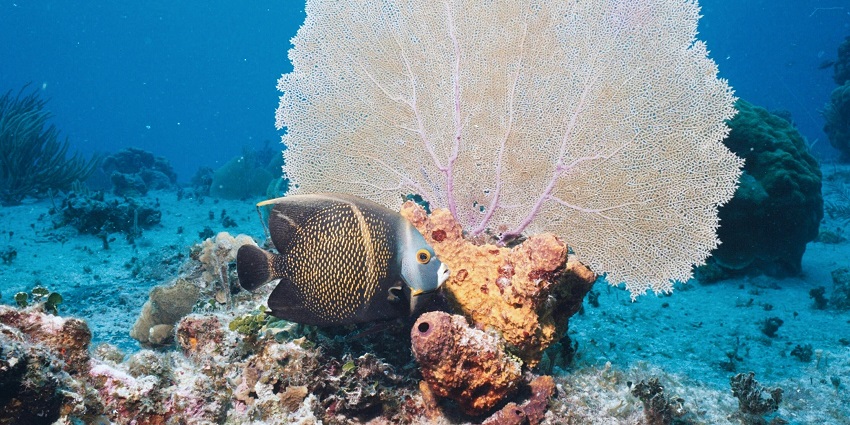 Teluk Datai is a hidden gem and one of the perfect places for snorkelling in Langkawi.