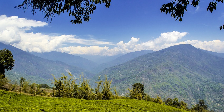 It is the only tea garden in Sikkim and considered one of the best in India located in Ravangla