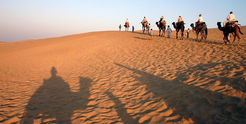 A beautiful view of a desert in Rajasthan, with multiple camels roaming around.