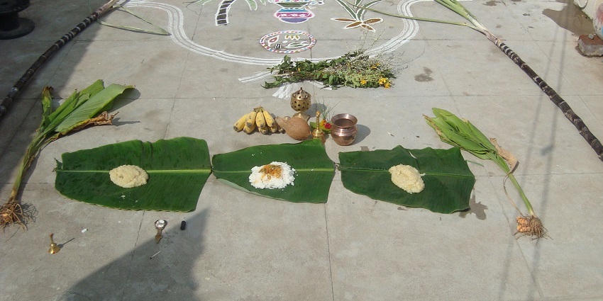 Thai Pongal festival is one of the most important and significant festivals in Sri Lanka.