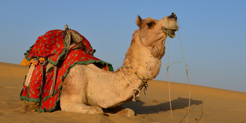 Thar, Rajasthan Desert safari offers sandy dunes, salt flats, sparse vegetation, and camel safaris