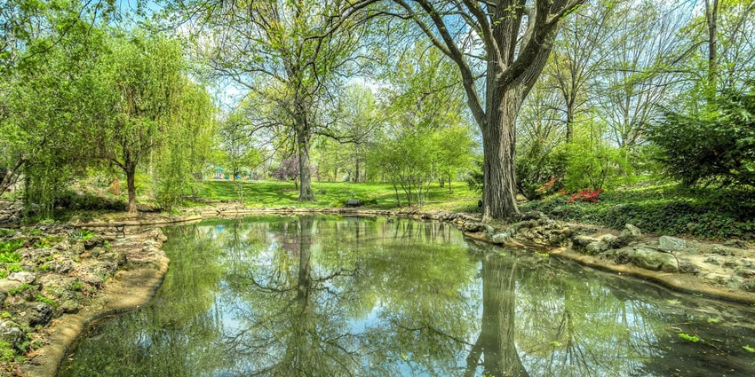 A serene pond resembling the Biodiversity Park surrounded by green trees and lush foliage