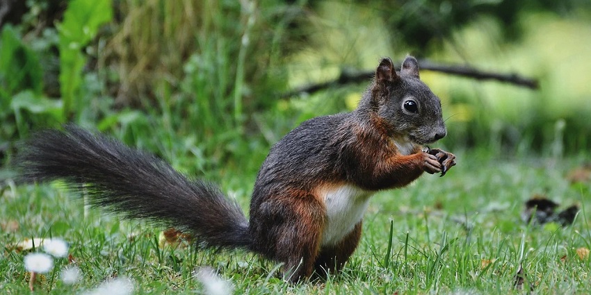 A squirrel perched on a tree branch, part of the diverse wildlife in Bhutan.