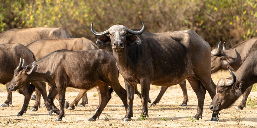 A herd of wild buffaloes grazing green grass in the Bhairamgarh Wildlife Sanctuary.