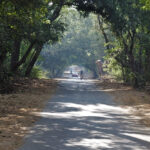 A road lined with lush greenery in the famous Sanjay Gandhi National Park.