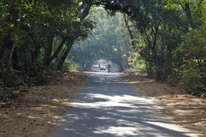 A road lined with lush greenery in the famous Sanjay Gandhi National Park.