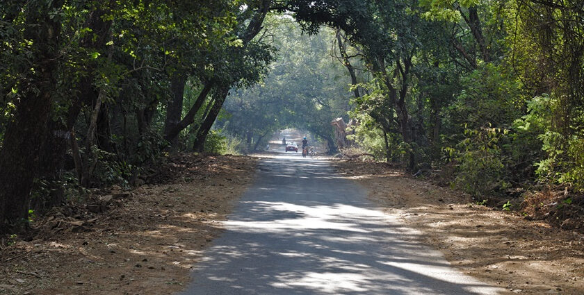 A road lined with lush greenery in the famous Sanjay Gandhi National Park.