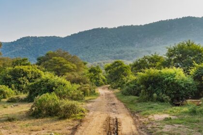 Things to do in Sariska include visit to wildlife, temples, and stunning views in Rajasthan