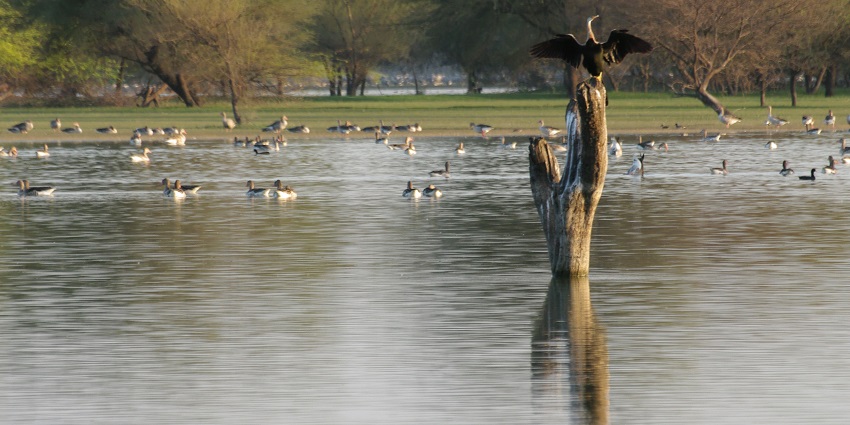 Pelicans and Flamingos are seen at the Thol Bird Sanctuary flying over the idyllic lake