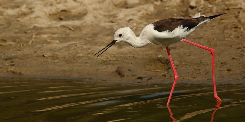 Image of Black winged stilt - these are common waders in Thol Lake, Ahmedabad