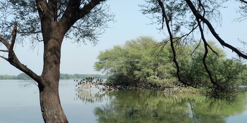 Snapshot of a lake and a tree amidst the tranquil settings of Thol Lake in Ahmedabad