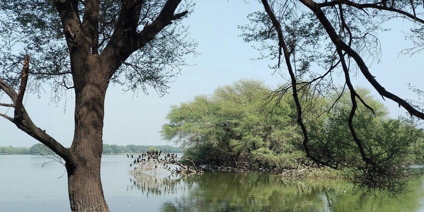 Image of Thol Lake - surrounded by long and green trees under clear blue sky