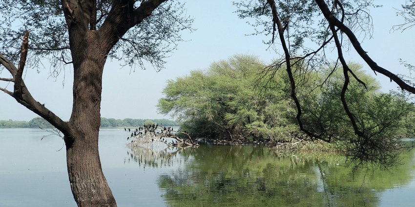 Image of Thol Lake in Gujarat with clear blue water and lush green surround