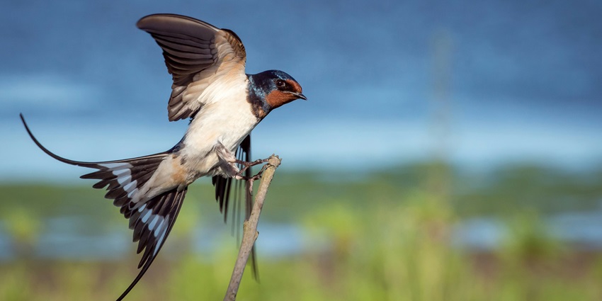 A glimpse of a colourful bird sitting on a branch surrounded by lush green vegetation.