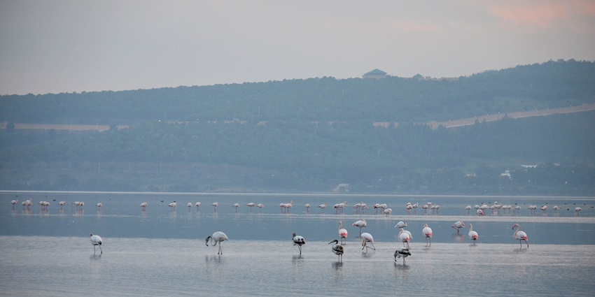 Picturesque view of Thol Lake Bird Sanctuary with flamingos around and water surrounding
