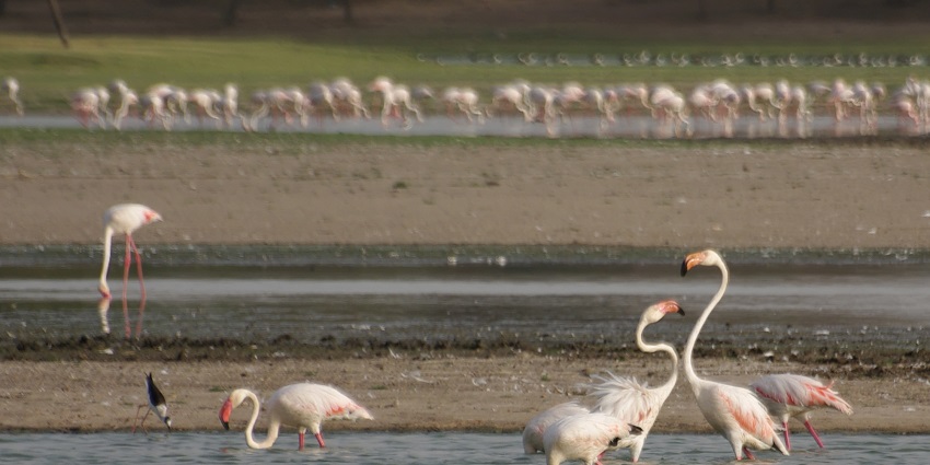 Thol Lake is one of the best places near Ahmedabad for weekend for nature lovers.