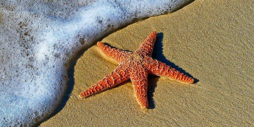A glimpse of a starfish bought up to the surface of pristine sands during tidepooling.