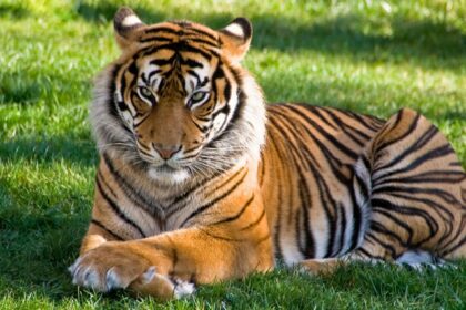 A glimpse of a fierce tiger spotted sitting on the lush green grounds of the region.