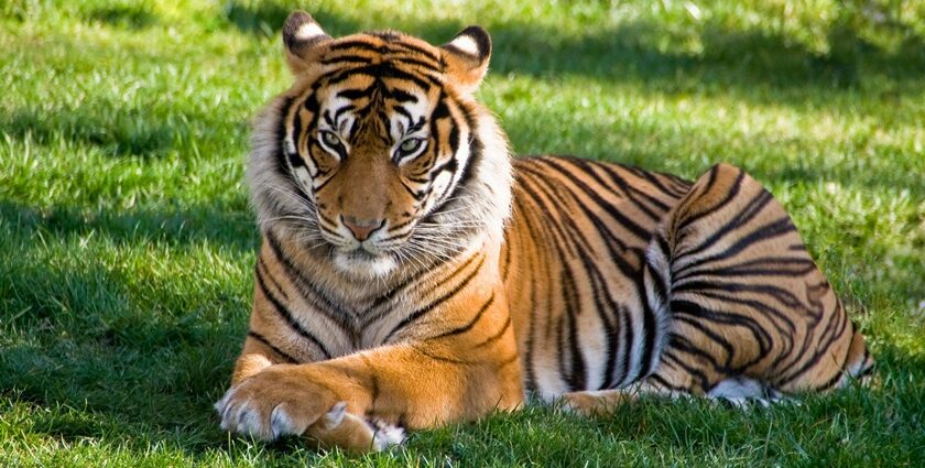 A glimpse of a fierce tiger spotted sitting on the lush green grounds of the region.