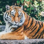 A glimpse of a tiger sitting on the sprawling ground surrounded by lush green vegetation.