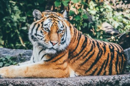 A glimpse of a tiger sitting on the sprawling ground surrounded by lush green vegetation.