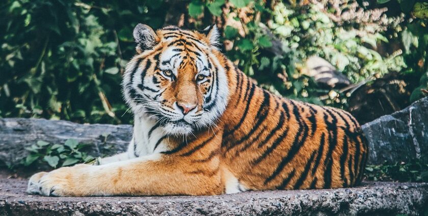 A glimpse of a tiger sitting on the sprawling ground surrounded by lush green vegetation.