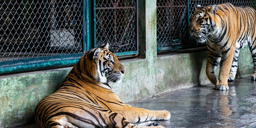 Tiger Kingdom Phuket is one of the best places after Bungee Jumping Thailand Phuket.