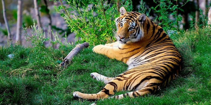 Tiger reserve showcasing vibrant wildlife and natural beauty in a serene environment.