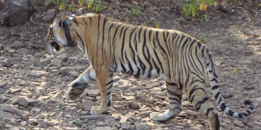 Intimate Ranthambore safari with personalized wildlife encounters and expert tracking.