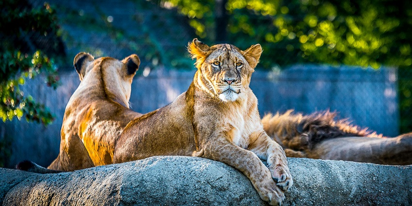 An image of the tigers roaming at Tiger Safari Zoo which is one of the most sought-after places to visit near Ludhiana.