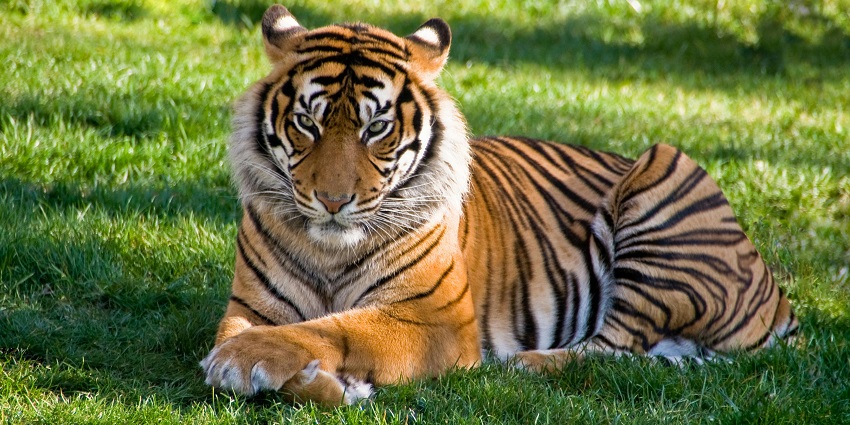 The Tiger Safari Zoo is one of the best places to visit in Ludhiana for wildlife lovers.
