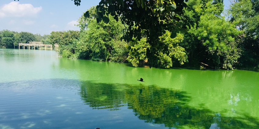 A picture of a lake near the Pipli Zoo with a person sitting at the shore and observing the views