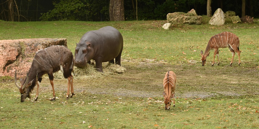 Keeping a few things into consideration can make your trip to Chhatbir Zoo memorable.