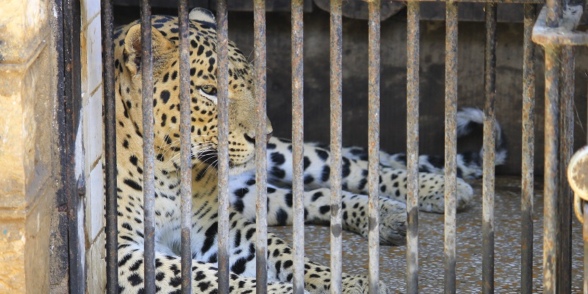 A leopard resting in its enclosure at zoo, showcasing its distinctive spotted coat.
