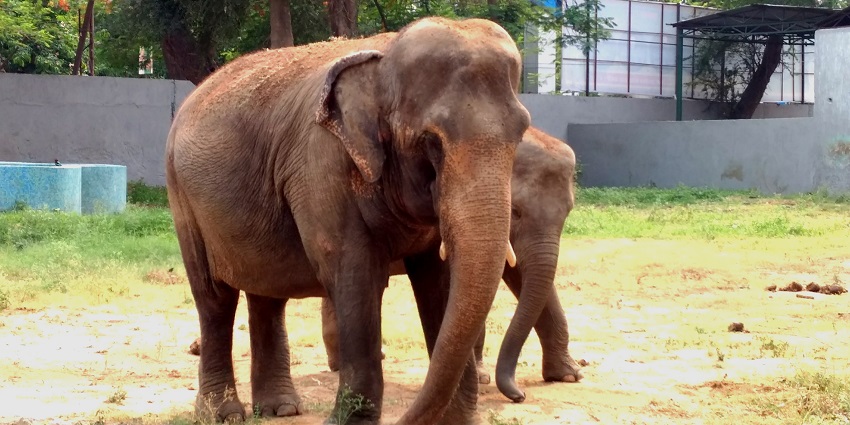 Watch wildlife in action like a herd of elephants at the Patna Zoo