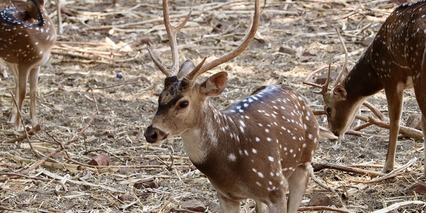 Tirupati Deer Park is one of the best place to visit in Tirupati for wildlife enthusiasts.