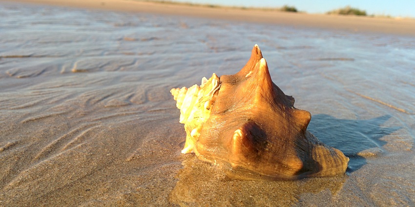 Tithal Beach is one of the perfect places to explore near the Lady Wilson Museum.